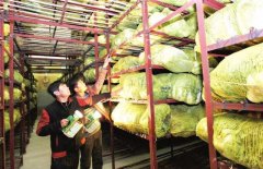 新建1000噸蔬菜冷庫設(shè)計大概多少錢？